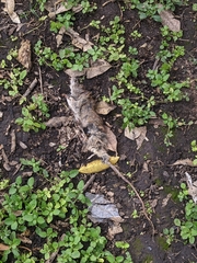 Rodentia