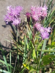 Saussurea salicifolia