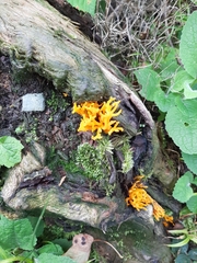 Calocera viscosa
