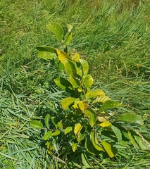 Ulmus davidiana