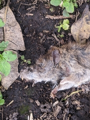Rodentia