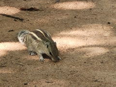 Funambulus palmarum