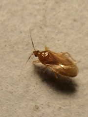 Cimicoidea