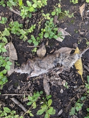 Rodentia