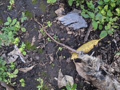 Rodentia