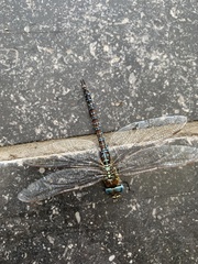 Aeshna affinis