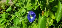 Clitoria ternatea