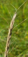 Elymus sibiricus