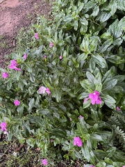Catharanthus roseus