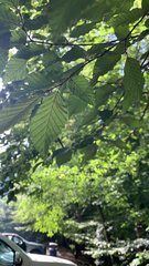 Carpinus betulus