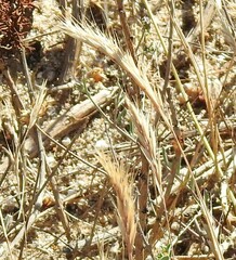 Festuca fasciculata