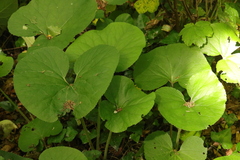 Petasites pyrenaicus