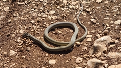 Hierophis viridiflavus
