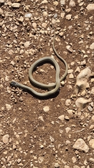 Hierophis viridiflavus