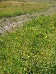 Melilotus suaveolens