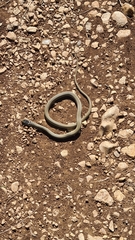 Hierophis viridiflavus