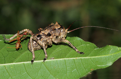 Enyaliopsis