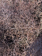 Corokia cotoneaster