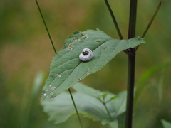 Tenthredo scrophulariae