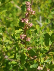 Spiraea aquilegifolia