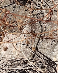 Hemorrhois hippocrepis