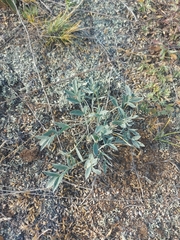 Astragalus laguroides