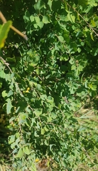 Spiraea aquilegifolia