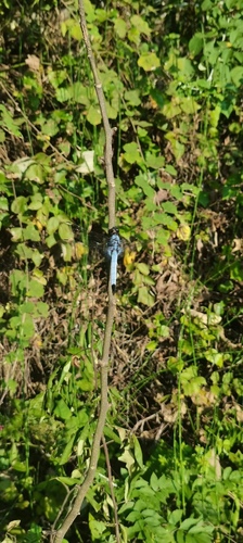 Greater Blue Skimmer