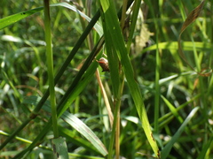 Picromerus bidens
