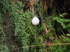 Tubifera