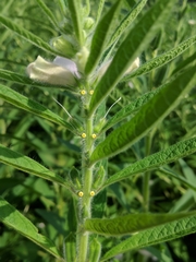 Sesamum indicum