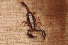Euscorpius