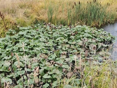 Petasites radiatus