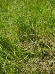 Agrostis clavata