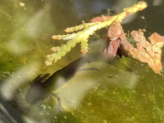 Triturus cristatus