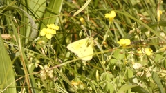 Colias lesbia