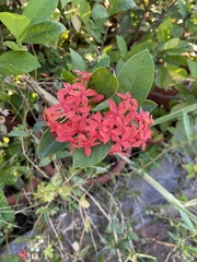 Ixora