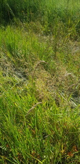 Elymus sibiricus