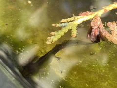 Triturus cristatus