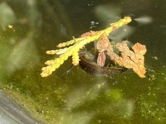 Triturus cristatus