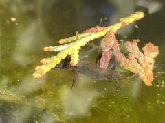 Triturus cristatus