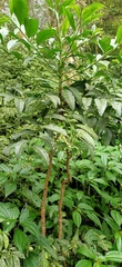 Ardisia virens