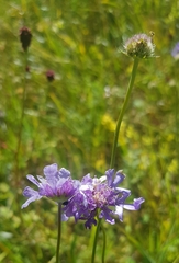 Scabiosa comosa