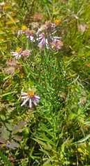 Galatella dahurica