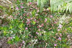 Boronia ledifolia
