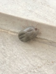 Rhipicephalus sanguineus