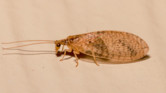 Micromus tasmaniae