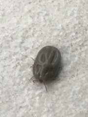 Rhipicephalus sanguineus