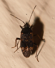 Neolethaeus tenebrosus