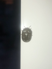 Rhipicephalus sanguineus